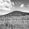 Magnitude 6 AOP Languedoc - Fontès cooperative cellar