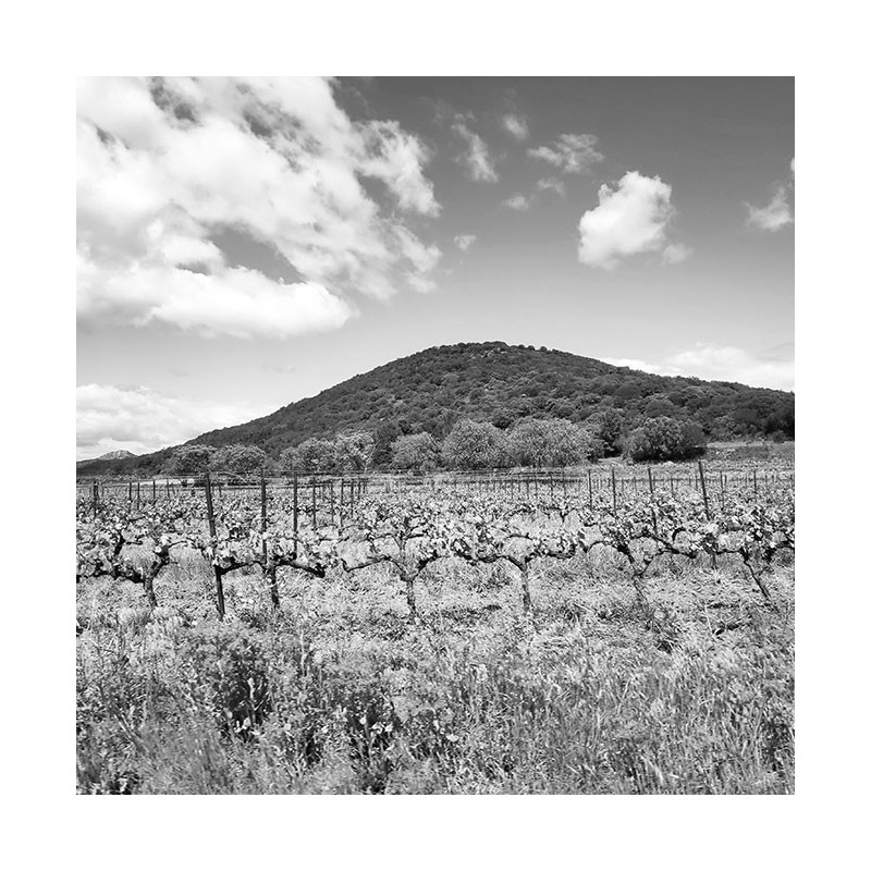 Les Larmes du Volcan rosé AOP Languedoc - Fontès cooperative cellar